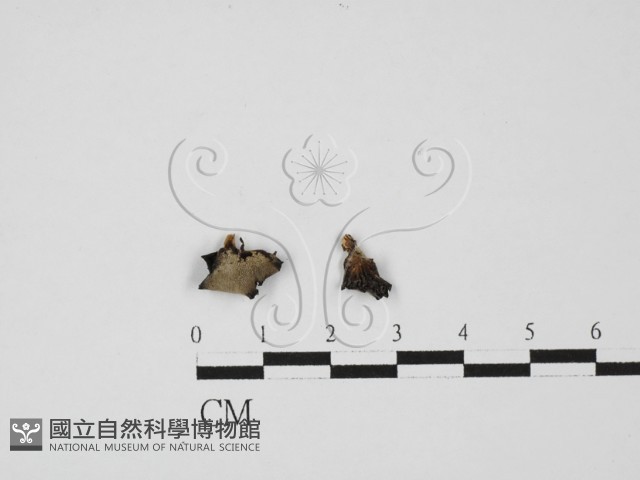 登錄號:F0027527藏品圖，第1張