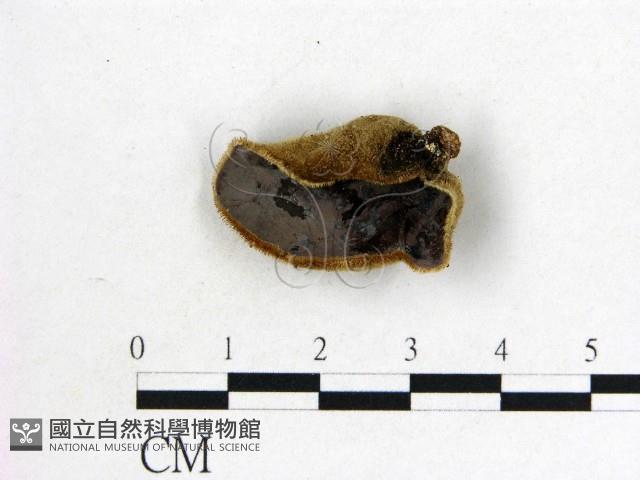 毛木耳藏品圖，第1張