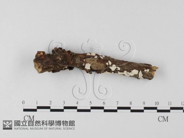 登錄號:F0025527藏品圖，第1張