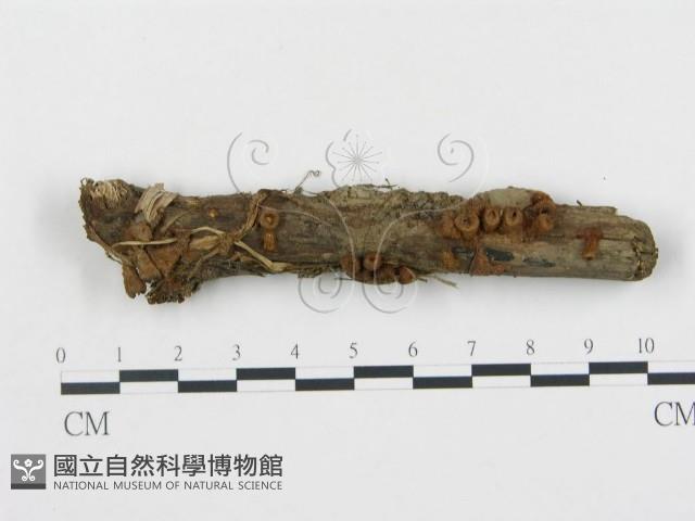 黑蛋巢菌屬藏品圖，第1張