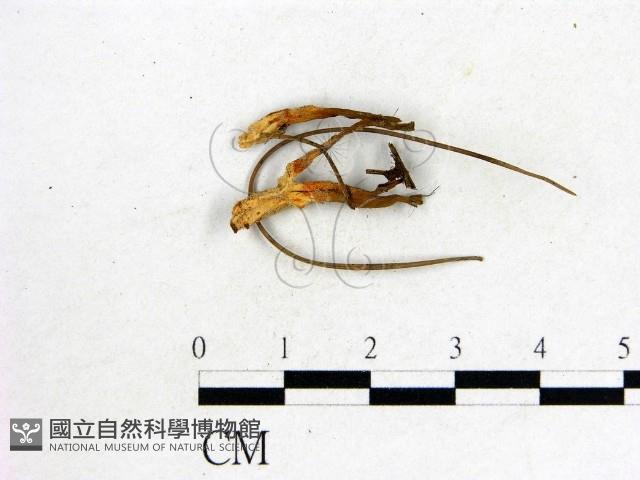 登錄號:F0015527藏品圖，第1張