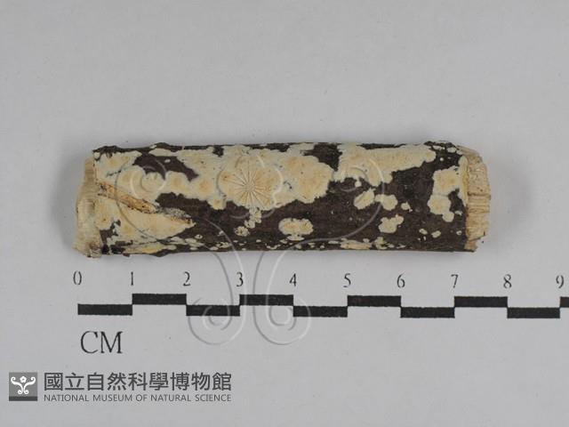 登錄號:F0029527藏品圖，第1張