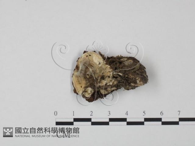 登錄號:F0009527藏品圖，第1張