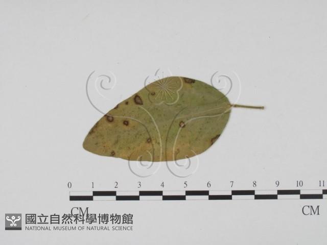 登錄號:F0019527藏品圖，第1張