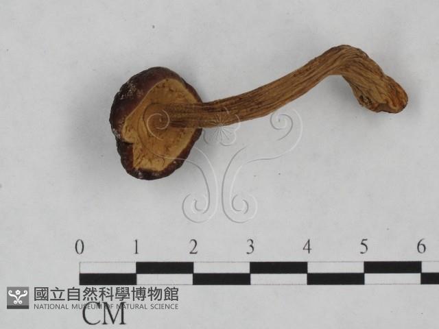 登錄號:F0023527藏品圖，第1張