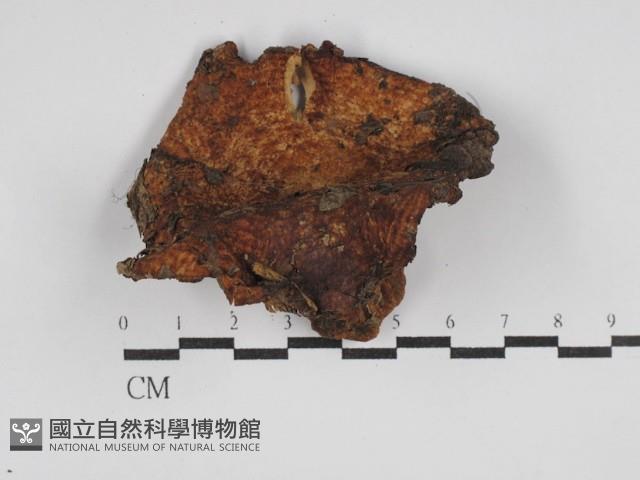 登錄號:F0003527藏品圖，第1張