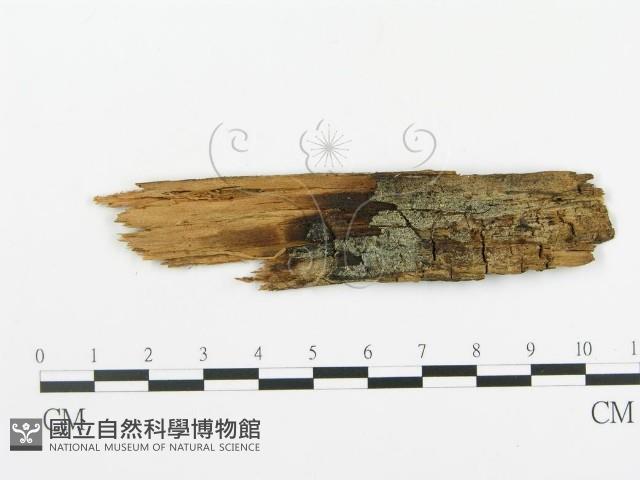 串擔革菌屬藏品圖，第1張