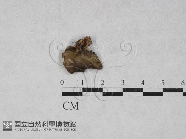 登錄號:F0028127藏品圖，第1張
