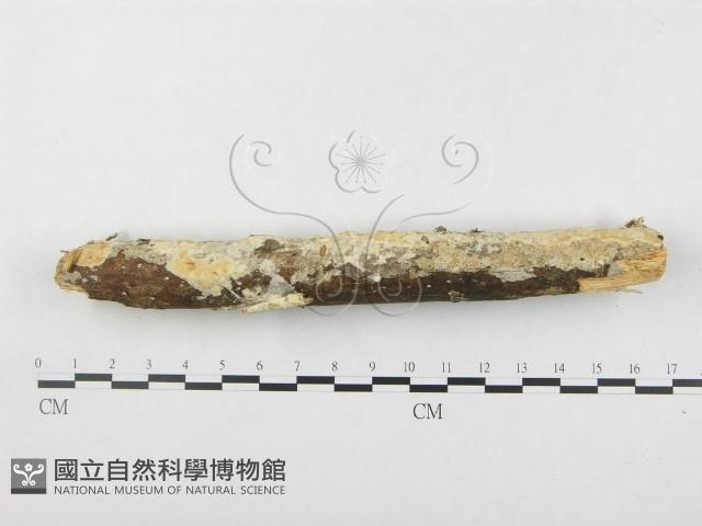 登錄號:F0000127藏品圖，第1張