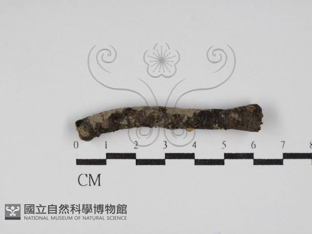 筍殼菌屬藏品圖，第1張