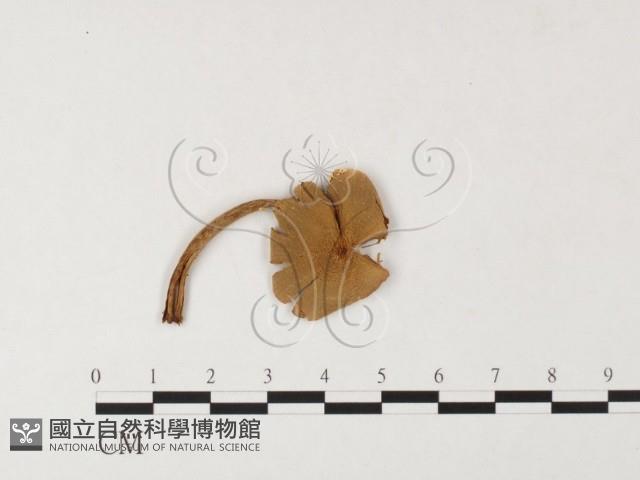 登錄號:F0026127藏品圖，第1張