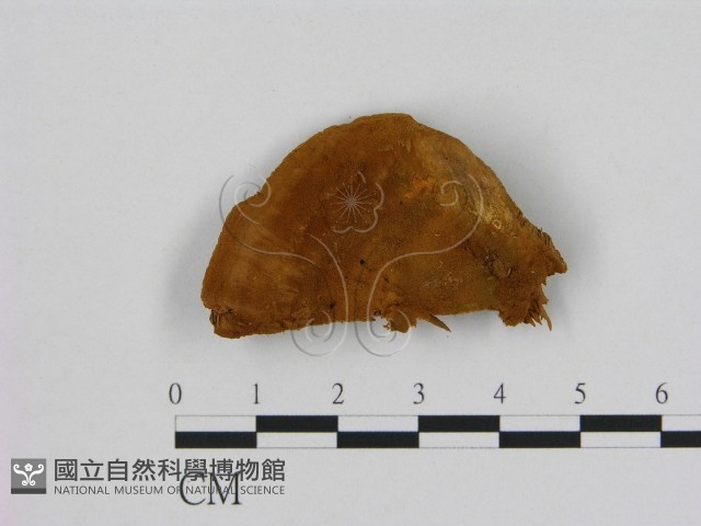 登錄號:F0006127藏品圖，第1張