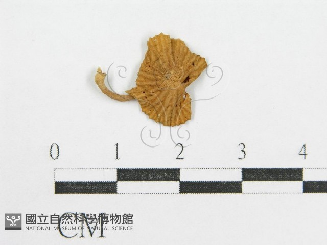 鬼傘屬藏品圖，第1張