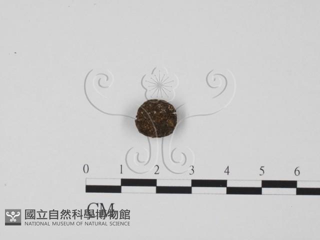登錄號:F0001127藏品圖，第1張