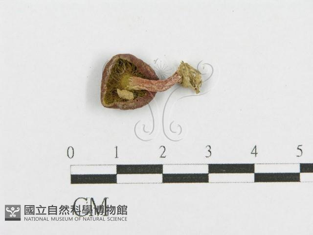 登錄號:F0011127藏品圖，第1張