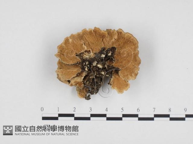 雲芝藏品圖，第1張