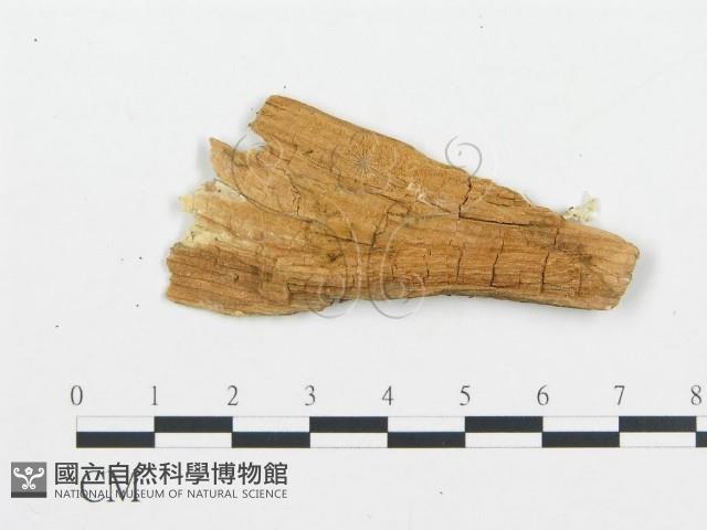 登錄號:F0014127藏品圖，第1張