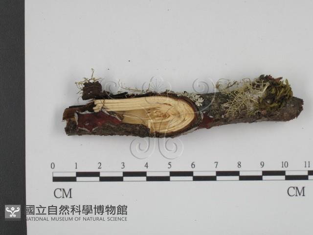 登錄號:F0012127藏品圖，第1張
