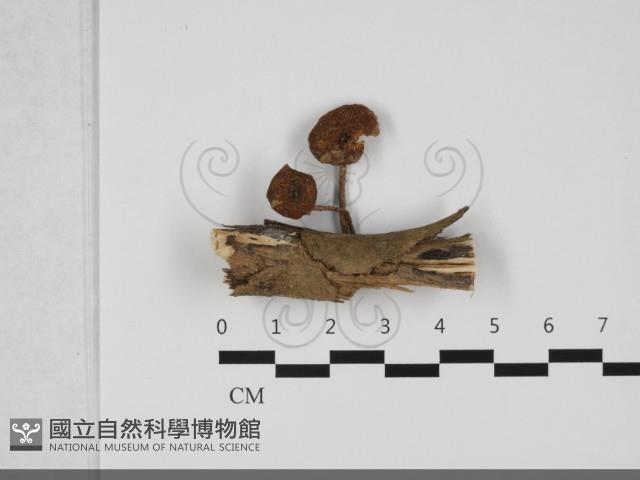 登錄號:F0032127藏品圖，第1張