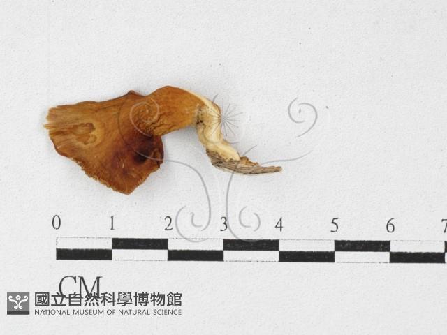 登錄號:F0027127藏品圖，第1張