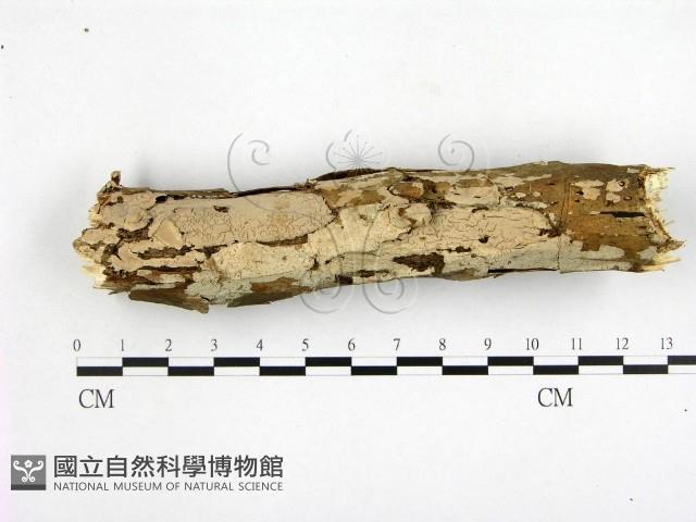 顯絲菌屬藏品圖，第1張