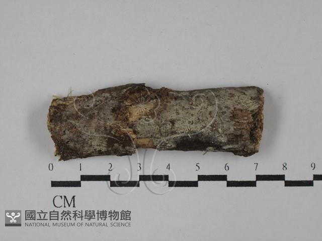 登錄號:F0029127藏品圖，第1張