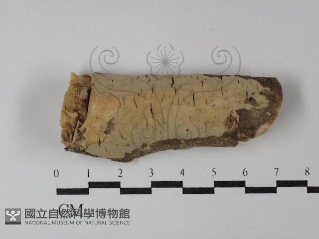 登錄號:F0003127藏品圖，第1張