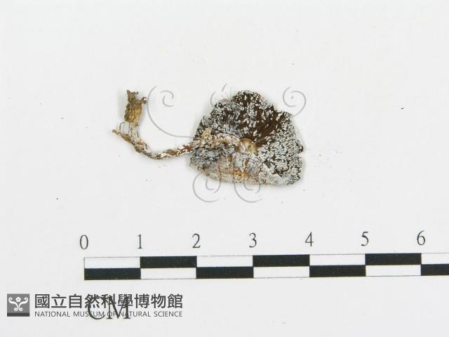 傘菌屬藏品圖，第1張