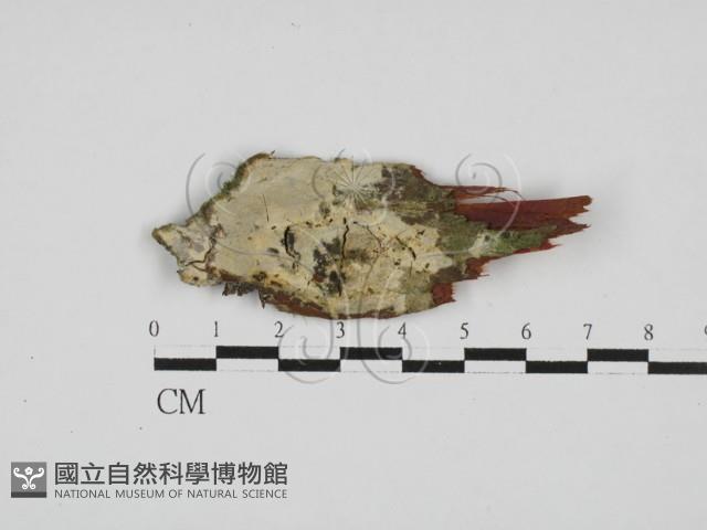 登錄號:F0028027藏品圖，第1張