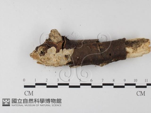 登錄號:F0020027藏品圖，第1張