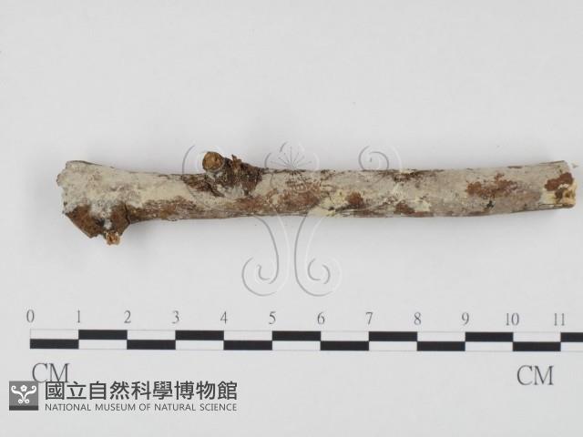 冇骨消絲齒菌藏品圖，第1張
