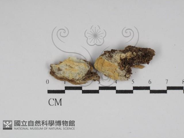 登錄號:F0030027藏品圖，第1張