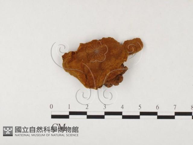 木層孔菌屬藏品圖，第1張