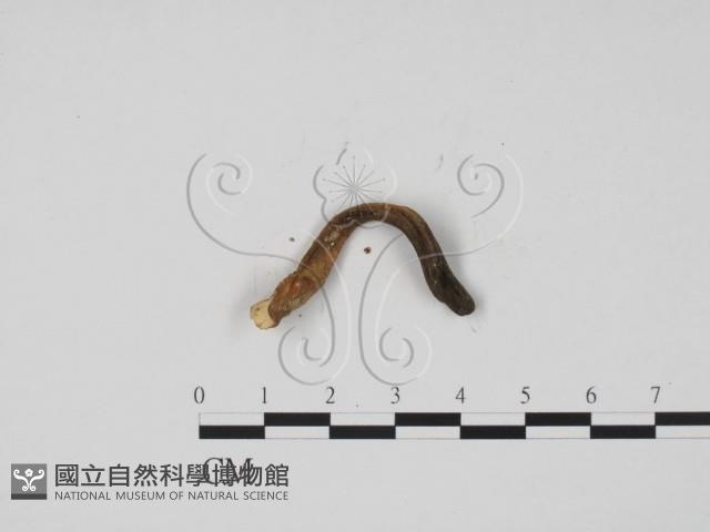 炭角菌屬藏品圖，第1張