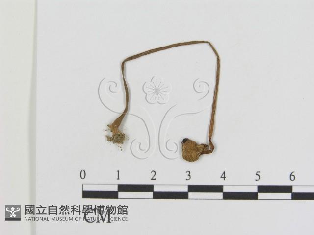 登錄號:F0011027藏品圖，第1張
