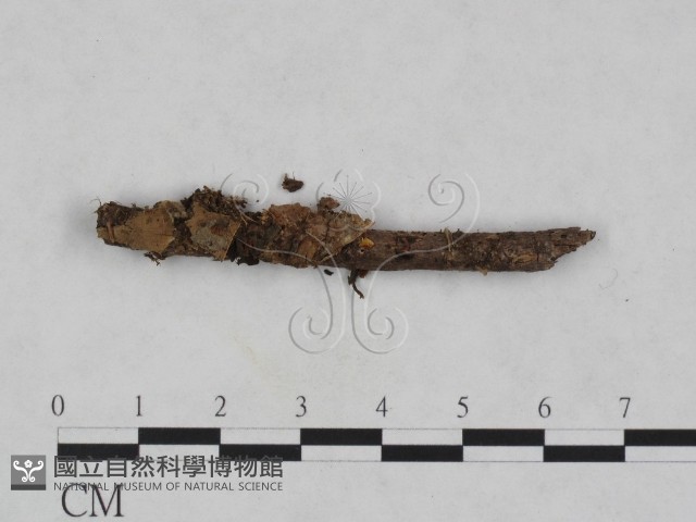 登錄號:F0024027藏品圖，第1張