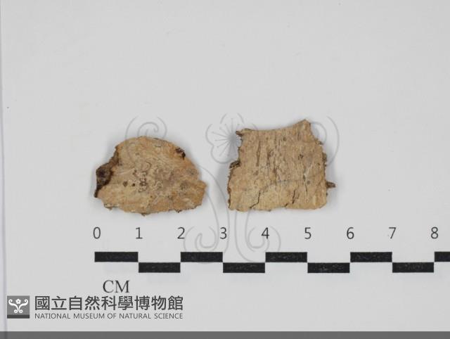 顯絲菌屬藏品圖，第1張