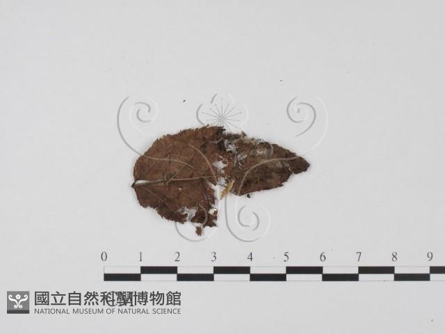 登錄號:F0022027藏品圖，第1張