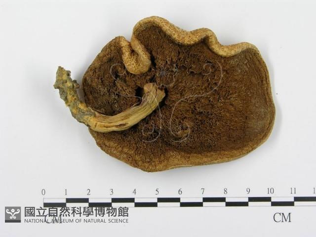登錄號:F0002027藏品圖，第1張