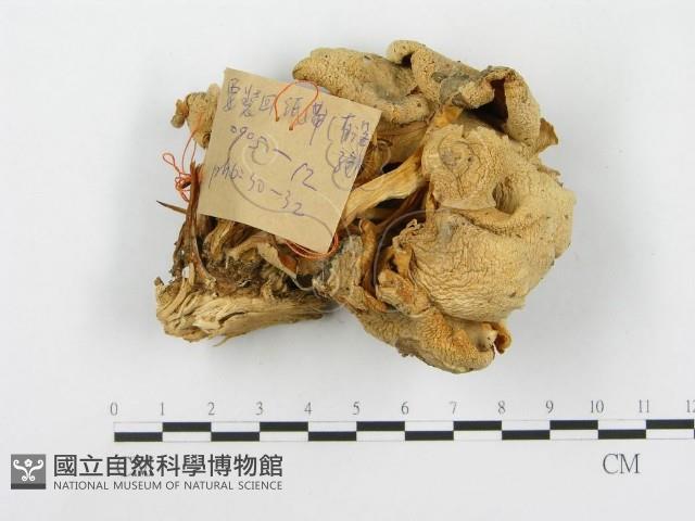 登錄號:F0017027藏品圖，第1張