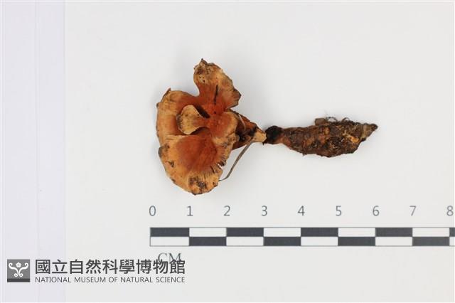 登錄號:F0035027藏品圖，第1張