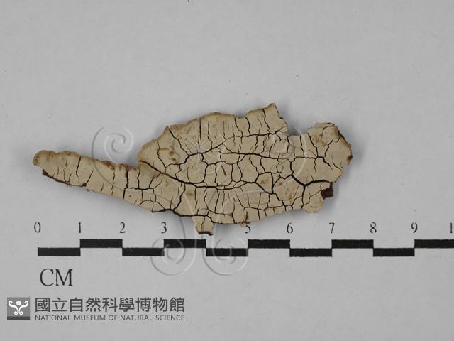 登錄號:F0029027藏品圖，第1張