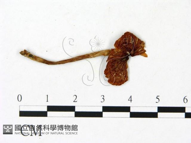 登錄號:F0023027藏品圖，第1張