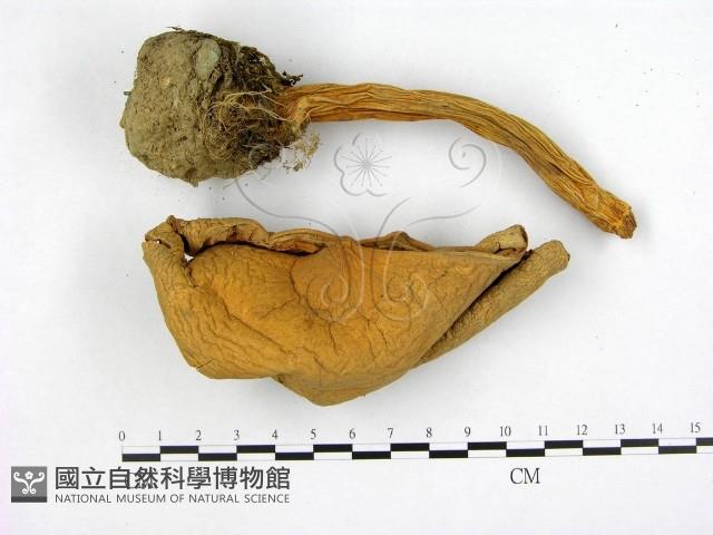 登錄號:F0003027藏品圖，第1張