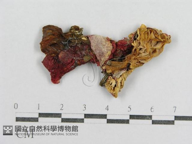 紅菇屬藏品圖，第1張