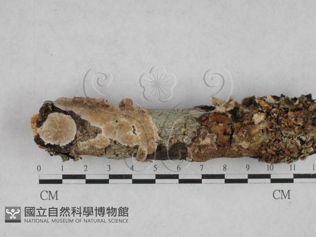 附毛菌屬藏品圖，第1張