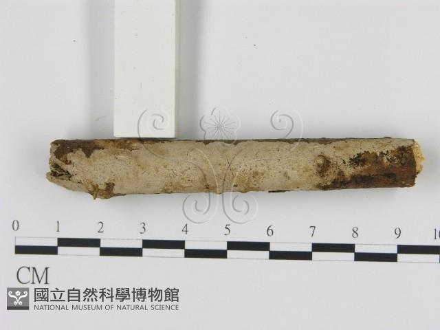 刺皮菌屬藏品圖，第1張