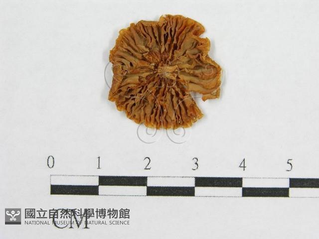 盔孢傘屬藏品圖，第1張