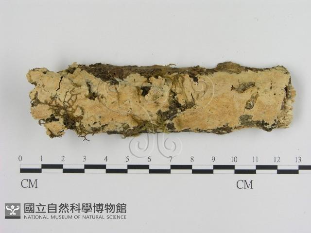 登錄號:F0010327藏品圖，第1張