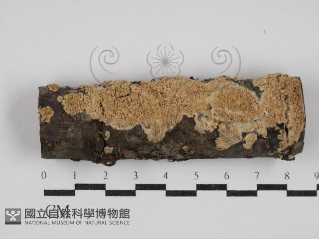絲齒菌屬藏品圖，第1張